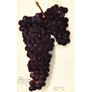 Vitis Malvasia Rosario - Amanda Almira Newton — artwork view