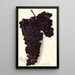 Vitis Malvasia Rosario - Amanda Almira Newton — framed artwork on a wall