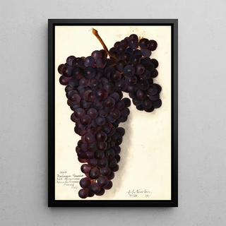 Vitis Malvasia Rosario - Amanda Almira Newton — framed artwork on a wall