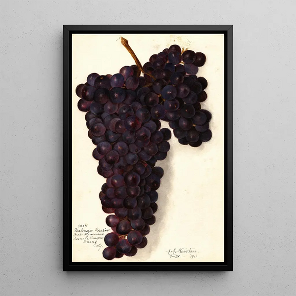 Vitis Malvasia Rosario - Amanda Almira Newton — framed artwork on a wall