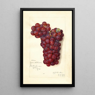 Reproduction of the painting Vitis Mammoth Delaware - Amanda Almira Newton
