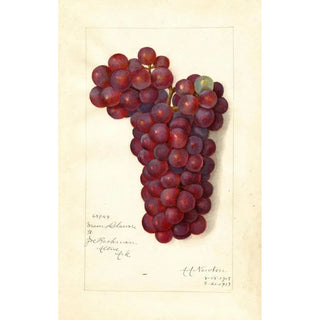 Reproduction of the painting Vitis Mammoth Delaware - Amanda Almira Newton