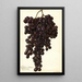 Reproduction of the painting Vitis Muscat Noir de Hongrie - Amanda Almira Newton