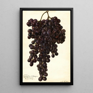 Reproduction of the painting Vitis Muscat Noir de Hongrie - Amanda Almira Newton
