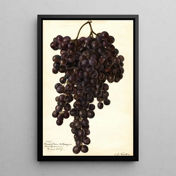 Reproduction of the painting Vitis Muscat Noir de Hongrie - Amanda Almira Newton