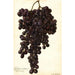 Reproduction of the painting Vitis Muscat Noir de Hongrie - Amanda Almira Newton