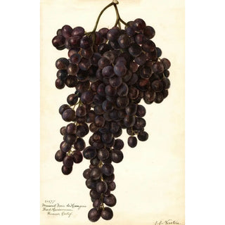 Reproduction of the painting Vitis Muscat Noir de Hongrie - Amanda Almira Newton
