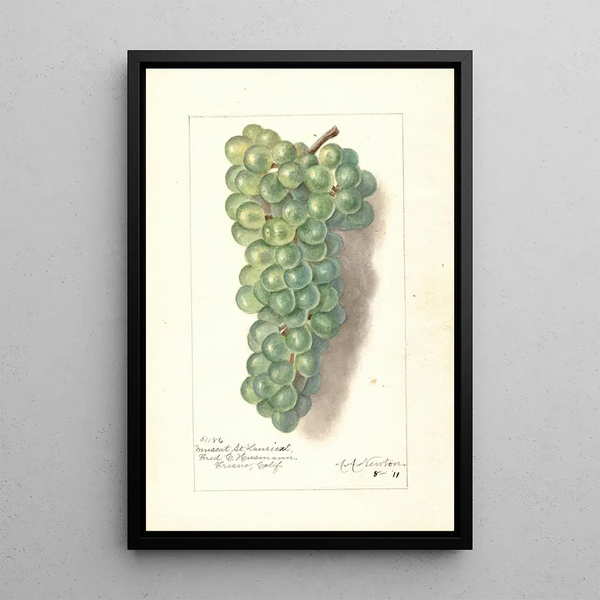 Reproduction of the painting Vitis Muscat St - Amanda Almira Newton