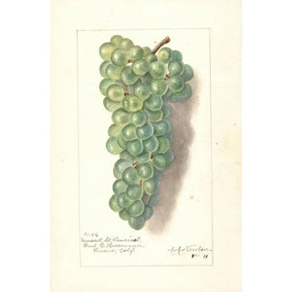 Reproduction of the painting Vitis Muscat St - Amanda Almira Newton