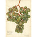 Vitis Muscat d'Alexandrie - Amanda Almira Newton — artwork view