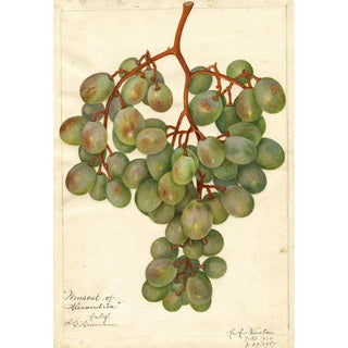 Vitis Muscat d'Alexandrie - Amanda Almira Newton — artwork view