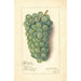 Vitis Niagara - Amanda Almira Newton — artwork view