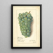Vitis Niagara - Amanda Almira Newton — framed artwork on a wall