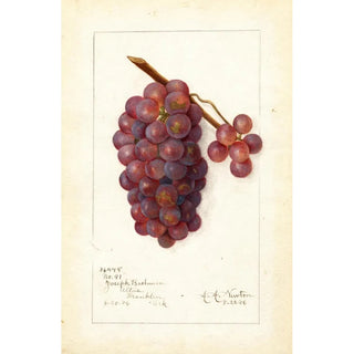 Vitis No - Amanda Almira Newton — artwork view