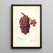 Vitis No - Amanda Almira Newton — framed artwork on a wall