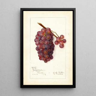 Vitis No - Amanda Almira Newton — framed artwork on a wall
