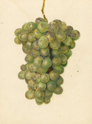 Vitis Ontario - Amanda Almira Newton — artwork view