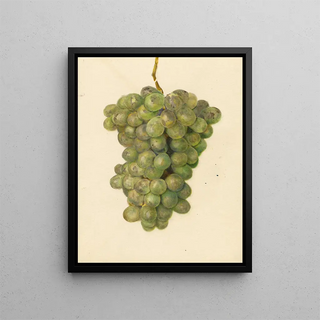 Vitis Ontario - Amanda Almira Newton — framed artwork on a wall
