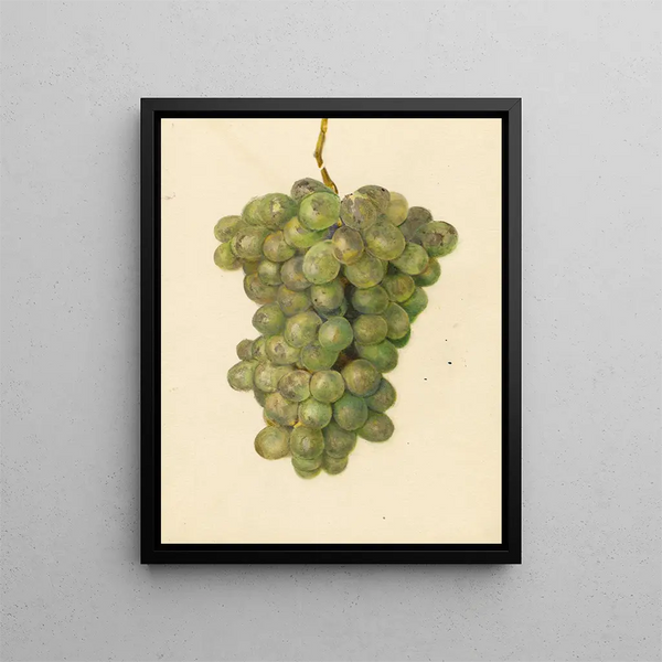 Vitis Ontario - Amanda Almira Newton — framed artwork on a wall