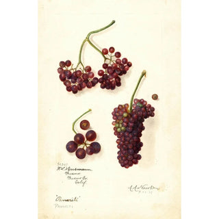 Vitis Panariti - Amanda Almira Newton — artwork view