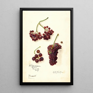Vitis Panariti - Amanda Almira Newton — framed artwork on a wall
