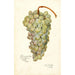 Vitis Scheradzouli Blanc - Amanda Almira Newton — artwork view