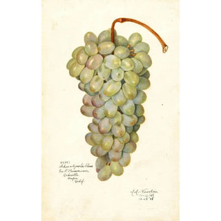 Vitis Scheradzouli Blanc - Amanda Almira Newton — artwork view