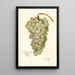Vitis Scheradzouli Blanc - Amanda Almira Newton — framed artwork on a wall