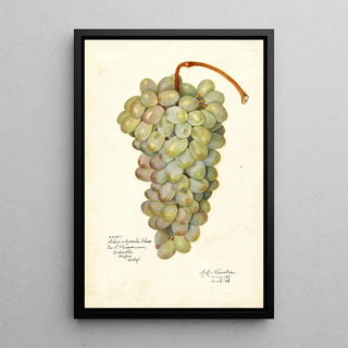 Vitis Scheradzouli Blanc - Amanda Almira Newton — framed artwork on a wall