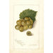 Vitis Scuppernong - Amanda Almira Newton — artwork view