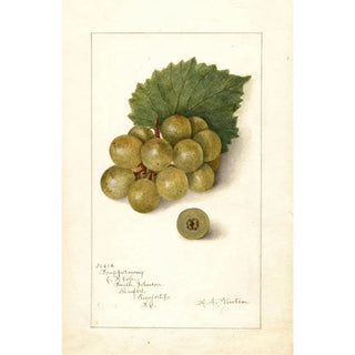Vitis Scuppernong - Amanda Almira Newton — artwork view