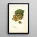 Vitis Scuppernong - Amanda Almira Newton — framed artwork on a wall
