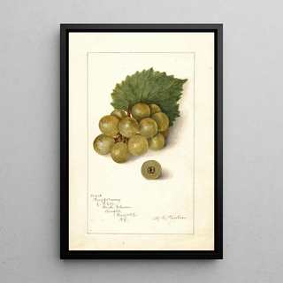 Vitis Scuppernong - Amanda Almira Newton — framed artwork on a wall