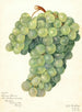 Vigne Servan Blanc - Amanda Almira Newton — artwork view