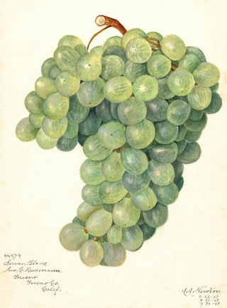 Vigne Servan Blanc - Amanda Almira Newton — artwork view