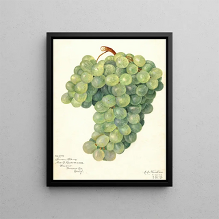 Vigne Servan Blanc - Amanda Almira Newton — framed artwork on a wall