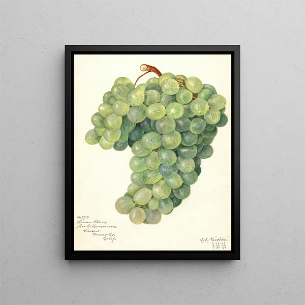 Vigne Servan Blanc - Amanda Almira Newton — framed artwork on a wall