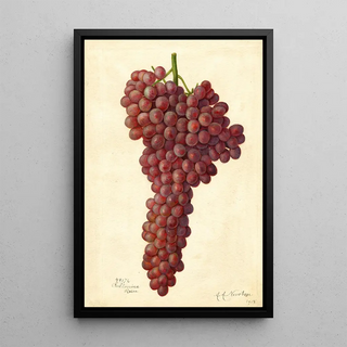Reproduction of the painting Vitis Sultanina Rosea - Amanda Almira Newton