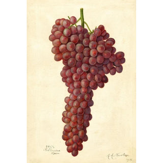 Reproduction of the painting Vitis Sultanina Rosea - Amanda Almira Newton