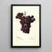 Reproduction of the painting Vitis Sunrise - Amanda Almira Newton