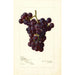 Reproduction of the painting Vitis Sunrise - Amanda Almira Newton