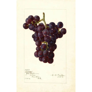 Reproduction of the painting Vitis Sunrise - Amanda Almira Newton