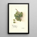 Reproduction of the painting Vitis White Southern - Amanda Almira Newton