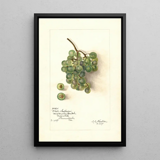 Reproduction of the painting Vitis White Southern - Amanda Almira Newton