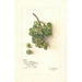 Reproduction of the painting Vitis White Southern - Amanda Almira Newton