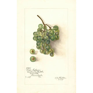 Reproduction of the painting Vitis White Southern - Amanda Almira Newton