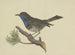 Red-breasted Robin on a branch of pine with a white front, looking to the left - Ambrosius Gabler — artwork view