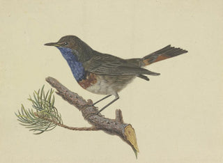 Red-breasted Robin on a branch of pine with a white front, looking to the left - Ambrosius Gabler — artwork view