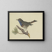 Red-breasted Robin on a branch of pine with a white front, looking to the left - Ambrosius Gabler — framed artwork on a wall