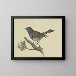 Red-breasted Robin on a branch of pine with a white front, looking to the left - Ambrosius Gabler — framed artwork on a wall